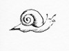 Silly Snail 